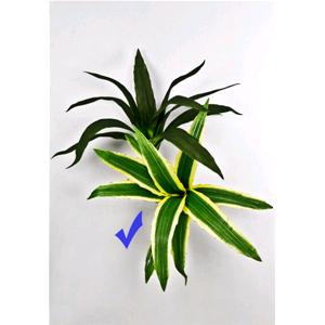 RITUALI DOMESTICI PIANTA VARIEGATA