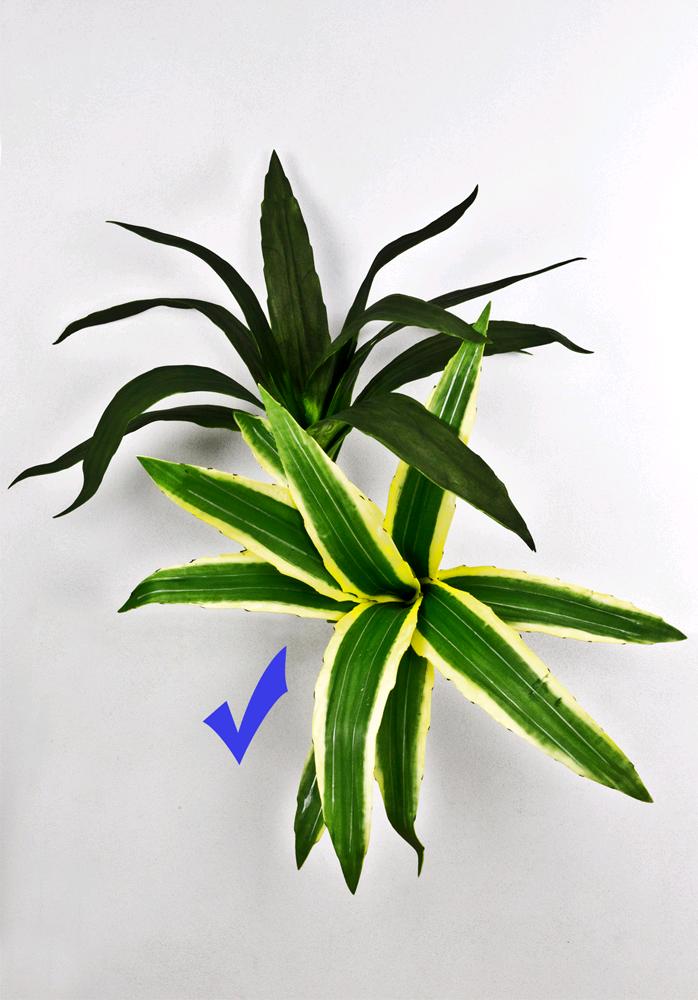RITUALI DOMESTICI PIANTA VARIEGATA